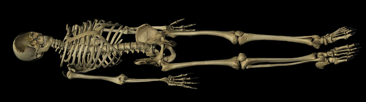 Medieval knight skeleton